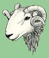 Herdwick100